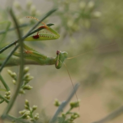 Pseudomantis albofimbriata at O'Connor, ACT - 4 Feb 2023 by ConBoekel