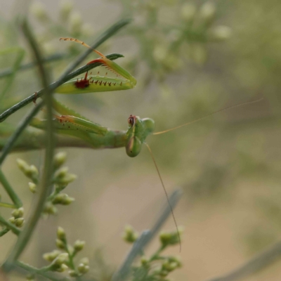 Pseudomantis albofimbriata (False garden mantis) at O'Connor, ACT - 4 Feb 2023 by ConBoekel