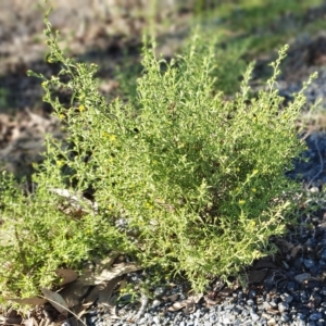 Dittrichia graveolens at Yass River, NSW - 4 Apr 2023