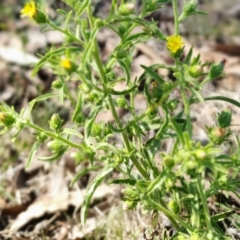 Dittrichia graveolens at Yass River, NSW - 4 Apr 2023