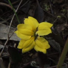 Goodenia hederacea (Ivy Goodenia) at Bruce Ridge to Gossan Hill - 30 Oct 2022 by michaelb