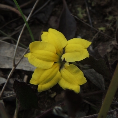 Goodenia hederacea (Ivy Goodenia) at Aranda, ACT - 30 Oct 2022 by MichaelBedingfield