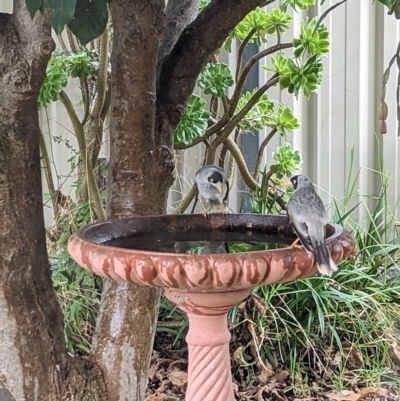 Manorina melanocephala (Noisy Miner) at North Albury, NSW - 6 Apr 2023 by Darcy