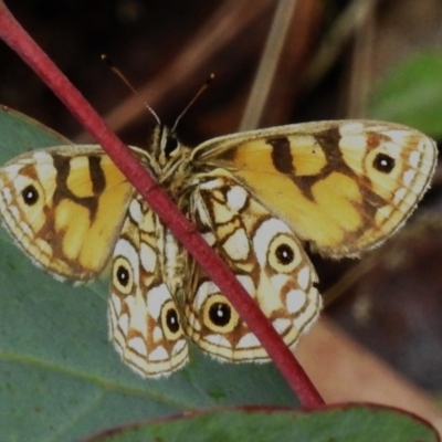 Oreixenica lathoniella (Silver Xenica) at Cotter River, ACT - 5 Apr 2023 by JohnBundock