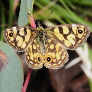 Oreixenica lathoniella at Cotter River, ACT - 5 Apr 2023