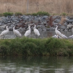 Platalea regia (Royal Spoonbill) at Fyshwick Sewerage Treatment Plant - 6 Apr 2023 by rawshorty