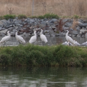 Platalea regia at Fyshwick, ACT - 6 Apr 2023