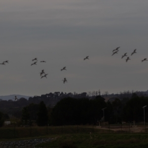 Platalea regia at Fyshwick, ACT - 6 Apr 2023