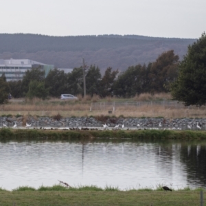 Platalea regia at Fyshwick, ACT - 6 Apr 2023