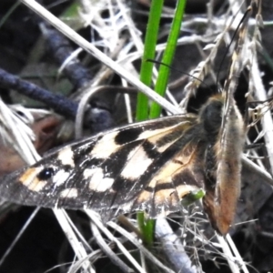 Heteronympha penelope at Cotter River, ACT - 5 Apr 2023 11:48 AM