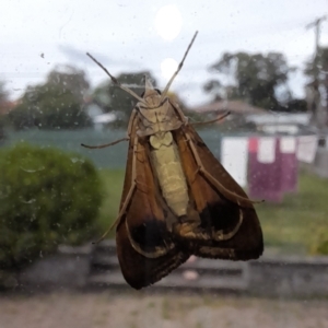 Uresiphita ornithopteralis at Holt, ACT - 6 Apr 2023