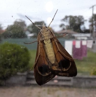 Uresiphita ornithopteralis (Tree Lucerne Moth) at Holt, ACT - 6 Apr 2023 by VanceLawrence