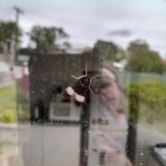 Uresiphita ornithopteralis at Holt, ACT - 6 Apr 2023