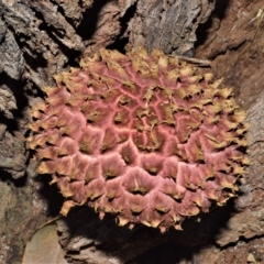 Boletellus emodensis at Shell Cove, NSW - 6 Apr 2023 by plants