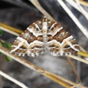 Chrysolarentia interruptata at Cotter River, ACT - 5 Apr 2023