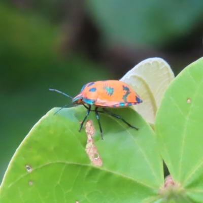 Acanthosomatidae (family) at Fitzroy Island, QLD - 31 Mar 2023 by MatthewFrawley