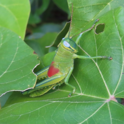 Austracris proxima (Spur-throated locust) at Fitzroy Island, QLD - 31 Mar 2023 by MatthewFrawley