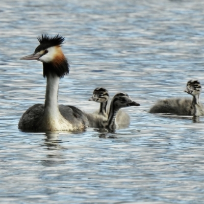 Podiceps cristatus (Great Crested Grebe) at Splitters Creek, NSW - 29 Mar 2023 by GlossyGal