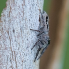 Sandalodes superbus at Harden, NSW - 27 Mar 2023