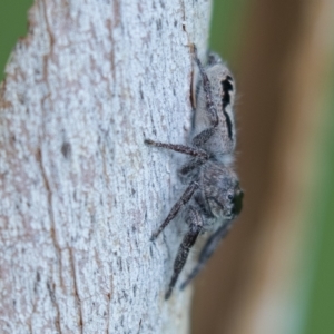 Sandalodes superbus at Harden, NSW - 27 Mar 2023