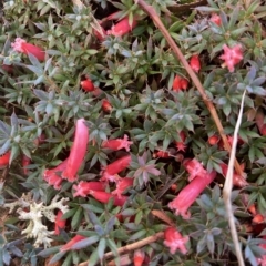 Astroloma humifusum (Cranberry Heath) at Fentons Creek, VIC - 29 Mar 2023 by KL