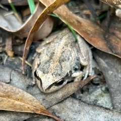 Litoria verreauxii verreauxii (Whistling Tree-frog) at Moruya, NSW - 6 Apr 2023 by LisaH