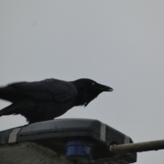 Corvus mellori (Little Raven) at Meningie, SA - 27 Mar 2023 by Paul4K