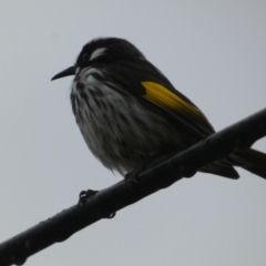 Phylidonyris novaehollandiae (New Holland Honeyeater) at Meningie, SA - 26 Mar 2023 by Paul4K