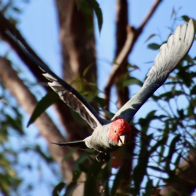 Callocephalon fimbriatum (Gang-gang Cockatoo) at Moruya, NSW - 6 Apr 2023 by LisaH