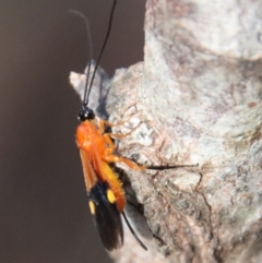 Unidentified Wasp (Hymenoptera, Apocrita) by LisaH