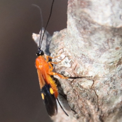 Unidentified Wasp (Hymenoptera, Apocrita) by LisaH