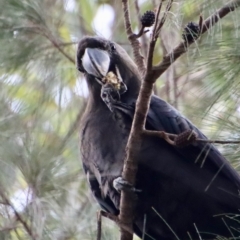 Calyptorhynchus lathami lathami (Glossy Black-Cockatoo) at Moruya, NSW - 6 Apr 2023 by LisaH