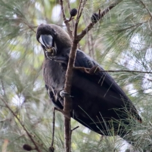 Calyptorhynchus lathami lathami at Moruya, NSW - suppressed