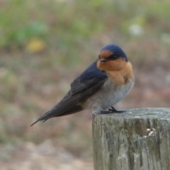 Hirundo neoxena (Welcome Swallow) at Coorong, SA - 26 Mar 2023 by Paul4K