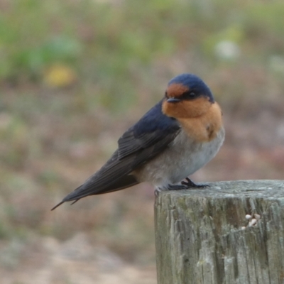 Hirundo neoxena (Welcome Swallow) at Coorong, SA - 27 Mar 2023 by Paul4K