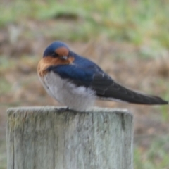 Hirundo neoxena at Coorong, SA - 27 Mar 2023 09:39 AM
