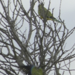 Neophema elegans (Elegant Parrot) at Coorong, SA - 26 Mar 2023 by Paul4K