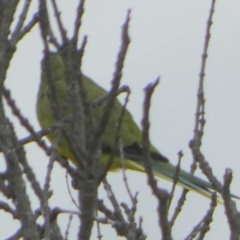 Neophema elegans at Coorong, SA - 27 Mar 2023 09:51 AM