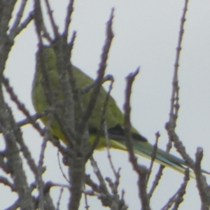 Neophema elegans at Coorong, SA - 27 Mar 2023 09:51 AM