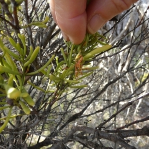 Amyema melaleucae at Tilley Swamp, SA - 27 Mar 2023 03:39 PM
