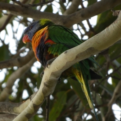 Trichoglossus moluccanus (Rainbow Lorikeet) at Meningie, SA - 27 Mar 2023 by Paul4K