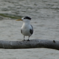 Thalasseus bergii (Crested Tern) at Meningie, SA - 27 Mar 2023 by Paul4K