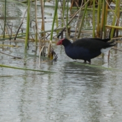 Porphyrio melanotus (Australasian Swamphen) at Meningie, SA - 27 Mar 2023 by Paul4K