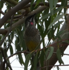 Anthochaera carunculata (Red Wattlebird) at Meningie, SA - 27 Mar 2023 by Paul4K