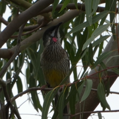 Anthochaera carunculata (Red Wattlebird) at Meningie, SA - 28 Mar 2023 by Paul4K