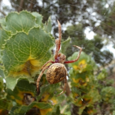 Backobourkia sp. (genus) at Wellington East, SA - 28 Mar 2023 by Paul4K