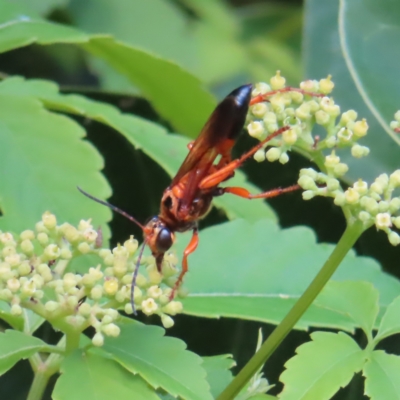 Unverified Wasp (Hymenoptera, Apocrita) at Fitzroy Island, QLD - 31 Mar 2023 by MatthewFrawley