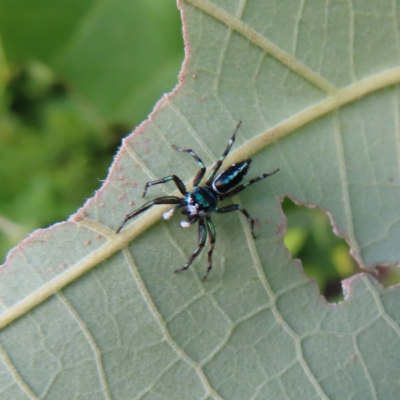 Cosmophasis sp. (genus) (Northern Jumping Spider) at Fitzroy Island, QLD - 31 Mar 2023 by MatthewFrawley