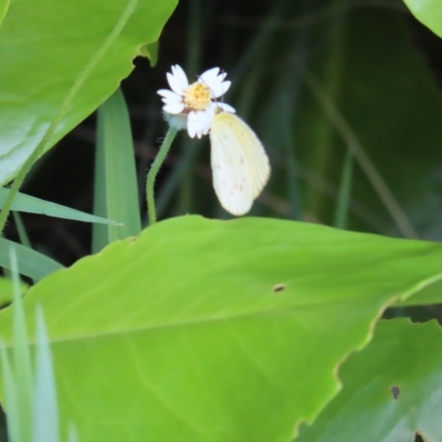 Unidentified White & Yellow (Pieridae) at Fitzroy Island, QLD - 31 Mar 2023 by MatthewFrawley