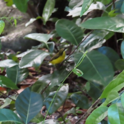 Cinnyris frenatus (Sahul Sunbird) at Fitzroy Island, QLD - 31 Mar 2023 by MatthewFrawley